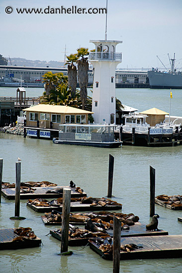 forbes-island-sea-lions-1.jpg