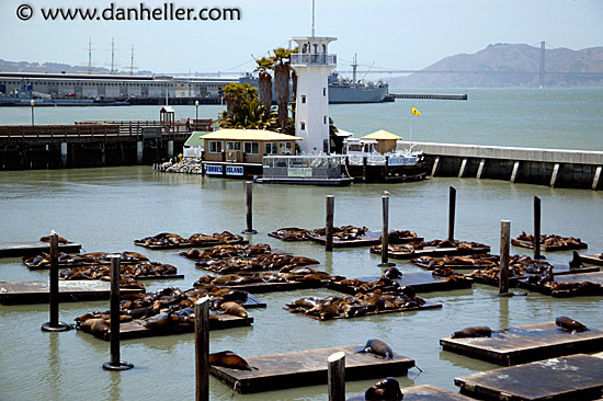 forbes-island-sea-lions-5.jpg