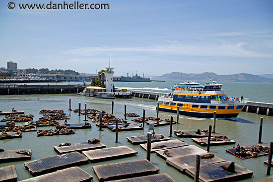 gold-ferry-sea-lions.jpg