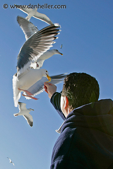 pigeon-feeding-2.jpg