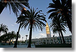 buildings, california, clocks, horizontal, palm trees, ports, san francisco, towers, trees, west coast, western usa, photograph