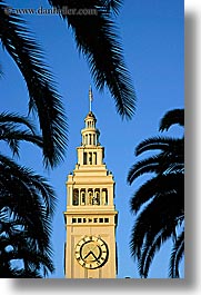 buildings, california, clocks, palm trees, ports, san francisco, towers, trees, vertical, west coast, western usa, photograph