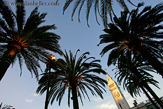 clock-tower-n-palm_trees-5.jpg