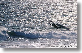 images/California/SanFrancisco/Surfing/parasailing01.jpg
