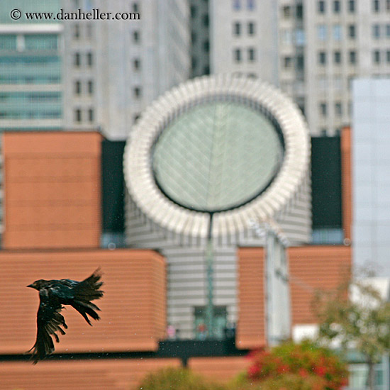 bird-flyby-sf_moma.jpg