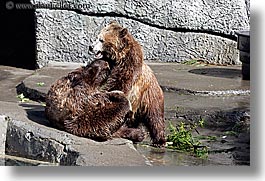 images/California/SanFrancisco/Zoo/Bears/grizzly-bear-1.jpg