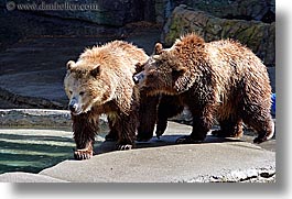 animals, bears, california, grizzly, horizontal, san francisco, west coast, western usa, zoo, photograph