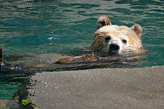 grizzly-bear-3.jpg