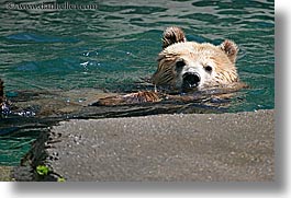 images/California/SanFrancisco/Zoo/Bears/grizzly-bear-3.jpg
