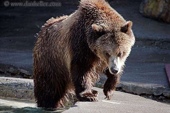 grizzly-bear-4.jpg
