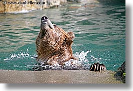 images/California/SanFrancisco/Zoo/Bears/grizzly-bear-5.jpg