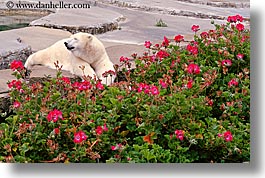 images/California/SanFrancisco/Zoo/Bears/polar-bear-1.jpg