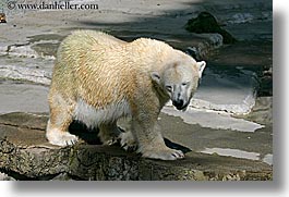 images/California/SanFrancisco/Zoo/Bears/polar-bear-2.jpg