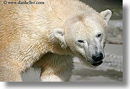 images/California/SanFrancisco/Zoo/Bears/polar-bear-3.jpg