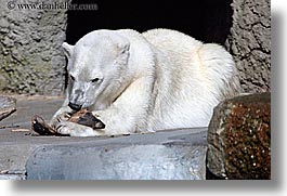 images/California/SanFrancisco/Zoo/Bears/polar-bear-4.jpg