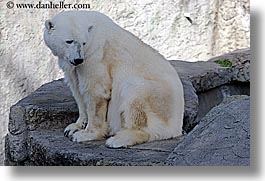images/California/SanFrancisco/Zoo/Bears/polar-bear-5.jpg