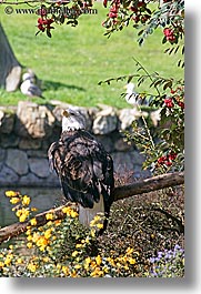 animals, bald, birds, california, eagles, san francisco, vertical, west coast, western usa, zoo, photograph