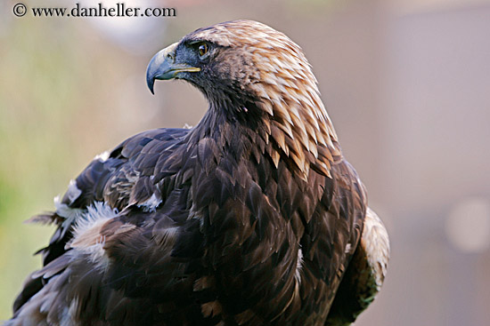 golden-eagle-1.jpg