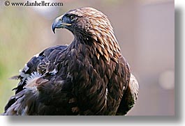 animals, birds, california, eagles, golden, horizontal, san francisco, west coast, western usa, zoo, photograph