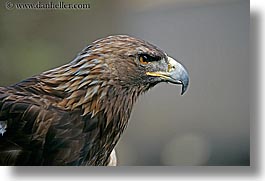 animals, birds, california, eagles, golden, horizontal, san francisco, west coast, western usa, zoo, photograph