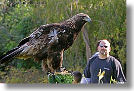 animals, birds, california, eagles, golden, horizontal, men, san francisco, west coast, western usa, zoo, photograph