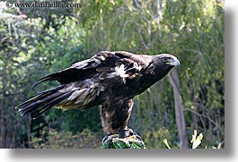 animals, birds, california, eagles, golden, horizontal, san francisco, west coast, western usa, zoo, photograph