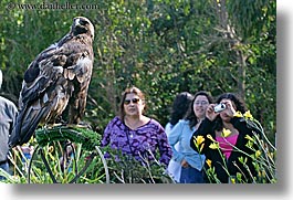 animals, birds, california, eagles, golden, horizontal, san francisco, west coast, western usa, zoo, photograph