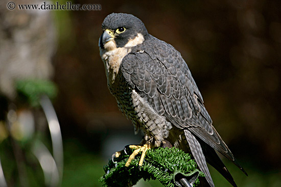 peregrine-falcon-01.jpg