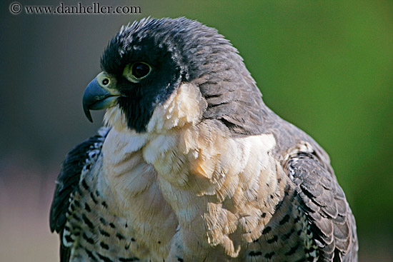 peregrine-falcon-05.jpg