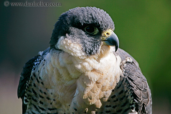 peregrine-falcon-06.jpg