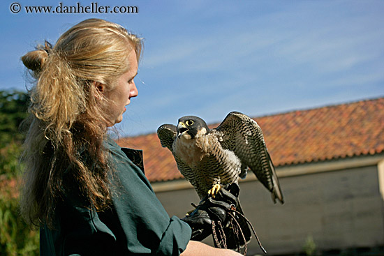 peregrine-falcon-11.jpg