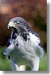 animals, augur, birds, buzzard, california, san francisco, vertical, west coast, western usa, zoo, photograph