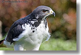 animals, augur, birds, buzzard, california, horizontal, san francisco, west coast, western usa, zoo, photograph