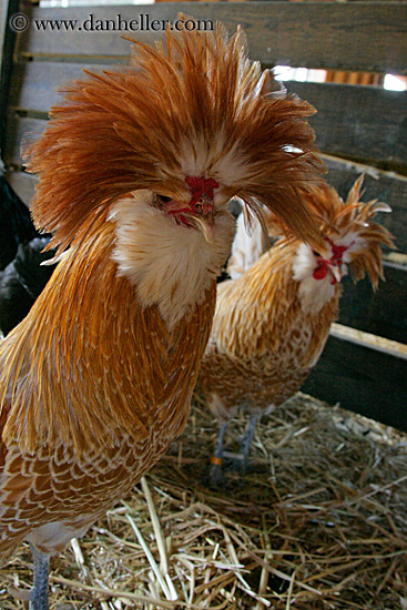 chicken-1.jpg