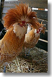 animals, birds, california, chickens, san francisco, vertical, west coast, western usa, zoo, photograph