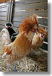 animals, birds, california, chickens, san francisco, vertical, west coast, western usa, zoo, photograph