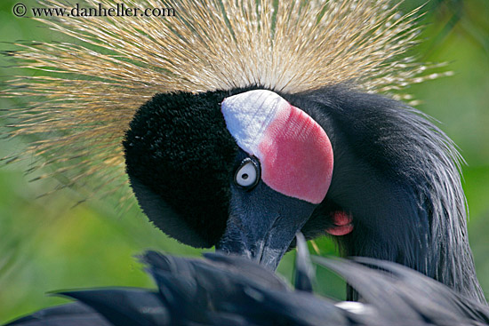east-african-crowned-crane-1.jpg