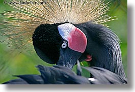 african, animals, birds, california, crane, crowned, east, horizontal, san francisco, west coast, western usa, zoo, photograph