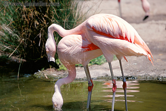 flamingo-1.jpg