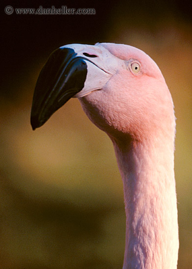 flamingo-2.jpg