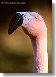 animals, birds, california, flamingo, san francisco, vertical, west coast, western usa, zoo, photograph