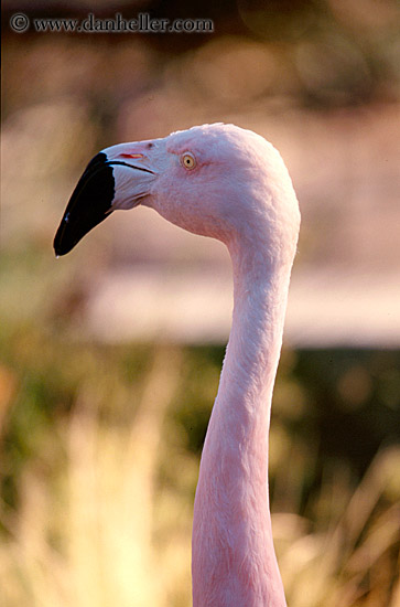 flamingo-3.jpg