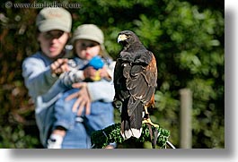 animals, birds, california, childrens, harris, hawk, horizontal, mothers, san francisco, west coast, western usa, womens, zoo, photograph