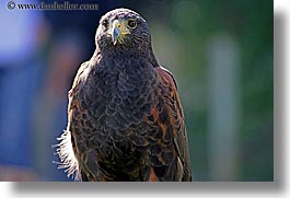 animals, birds, california, harris, hawk, horizontal, san francisco, west coast, western usa, zoo, photograph