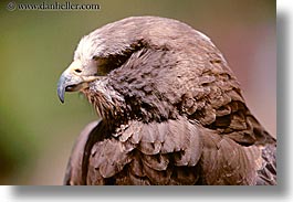 animals, birds, california, harris, hawk, horizontal, san francisco, west coast, western usa, zoo, photograph