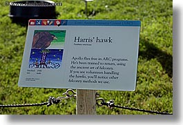 animals, birds, california, harris, hawk, horizontal, san francisco, signs, west coast, western usa, zoo, photograph