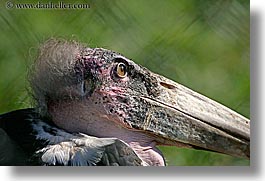 animals, birds, california, horizontal, marabou, san francisco, stork, west coast, western usa, zoo, photograph