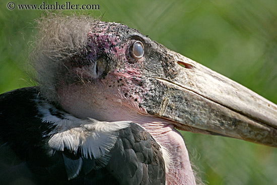 marabou-stork-2.jpg
