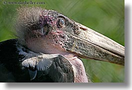 animals, birds, california, horizontal, marabou, san francisco, stork, west coast, western usa, zoo, photograph