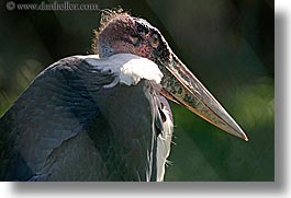 animals, birds, california, horizontal, marabou, san francisco, stork, west coast, western usa, zoo, photograph